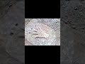 اشارة الكف الايسر