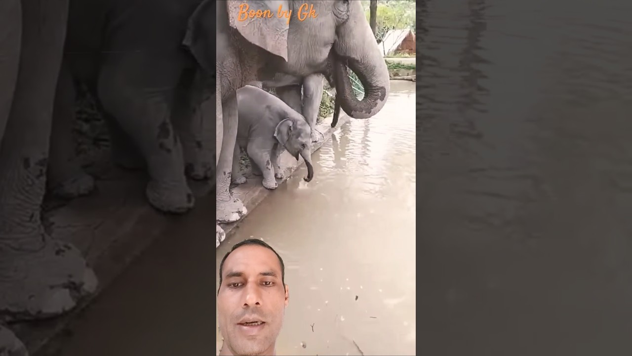Baby Elephant Drink Water 🦣 