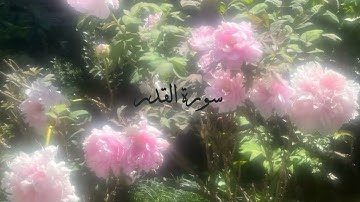 قرآن كريم | سورة القدر 🎀