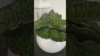 Сансевиерия - Комнатное Растение