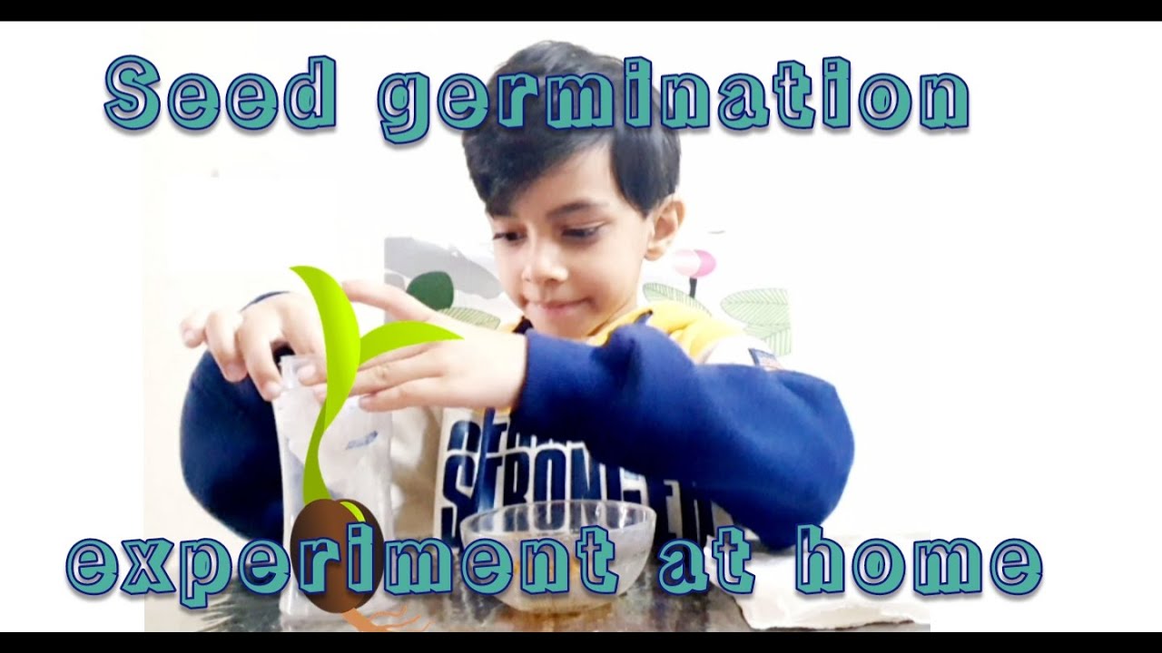 Simple seed germination experiment at home