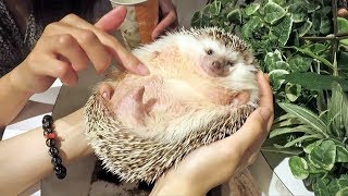 World's Fattest Hedgehog  Incredible!