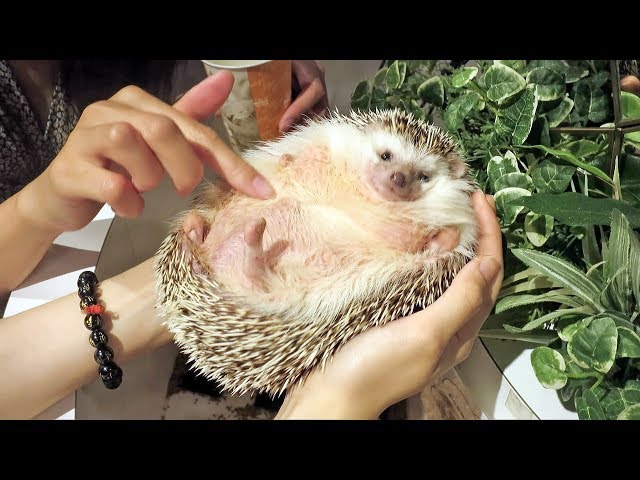 Japans Fattest and Cutest Hedgehog - Incredible!