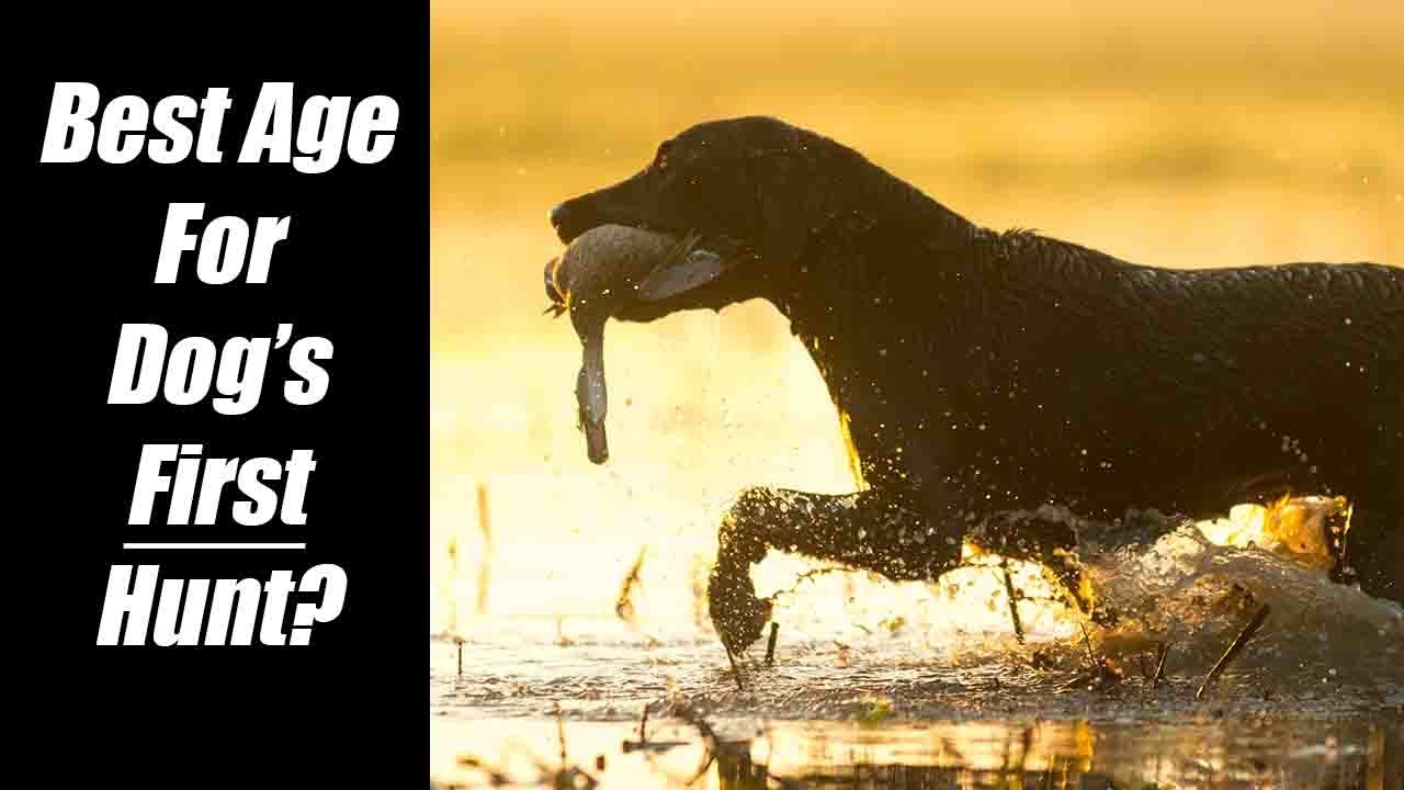 The 10-Month Rule: Don’t Risk Ruining Your Dog