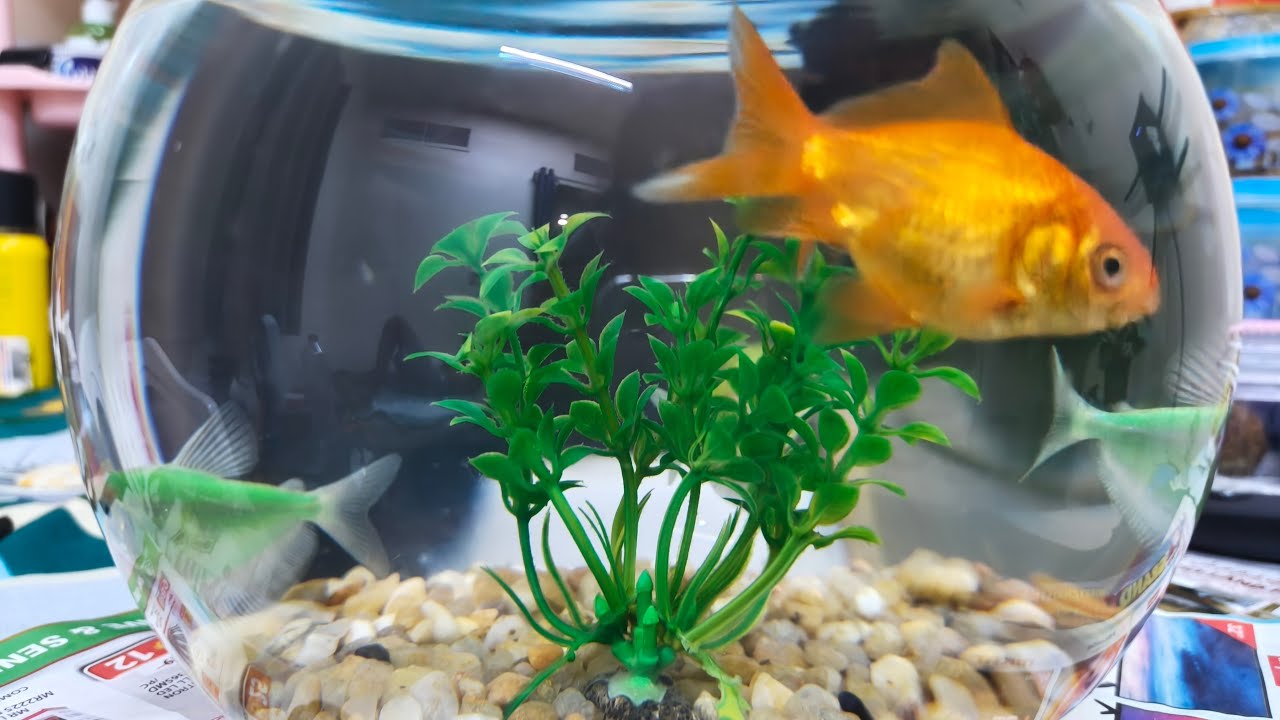 well come to fish 😁🐟 world beautiful ❤️#goldfish🐠