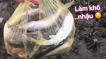 Câu trúng bầy cá Úc mập - khô cá Úc làm mồi nhậu