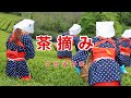 茶摘み|歌詞付き|日本の歌百選|夏も近づく八十八夜