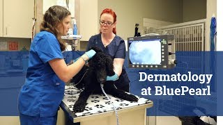 Dermatology at BluePearl