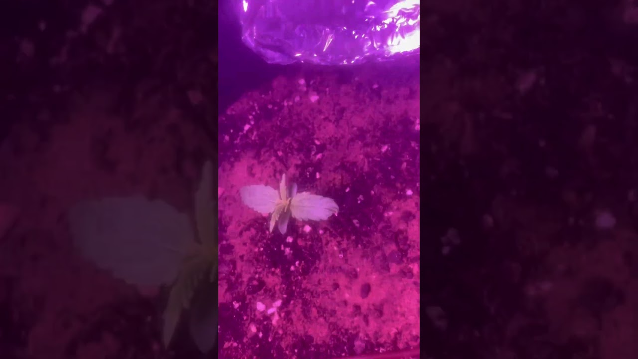 42fastbuds Stardawg auto flowers ￼day 11