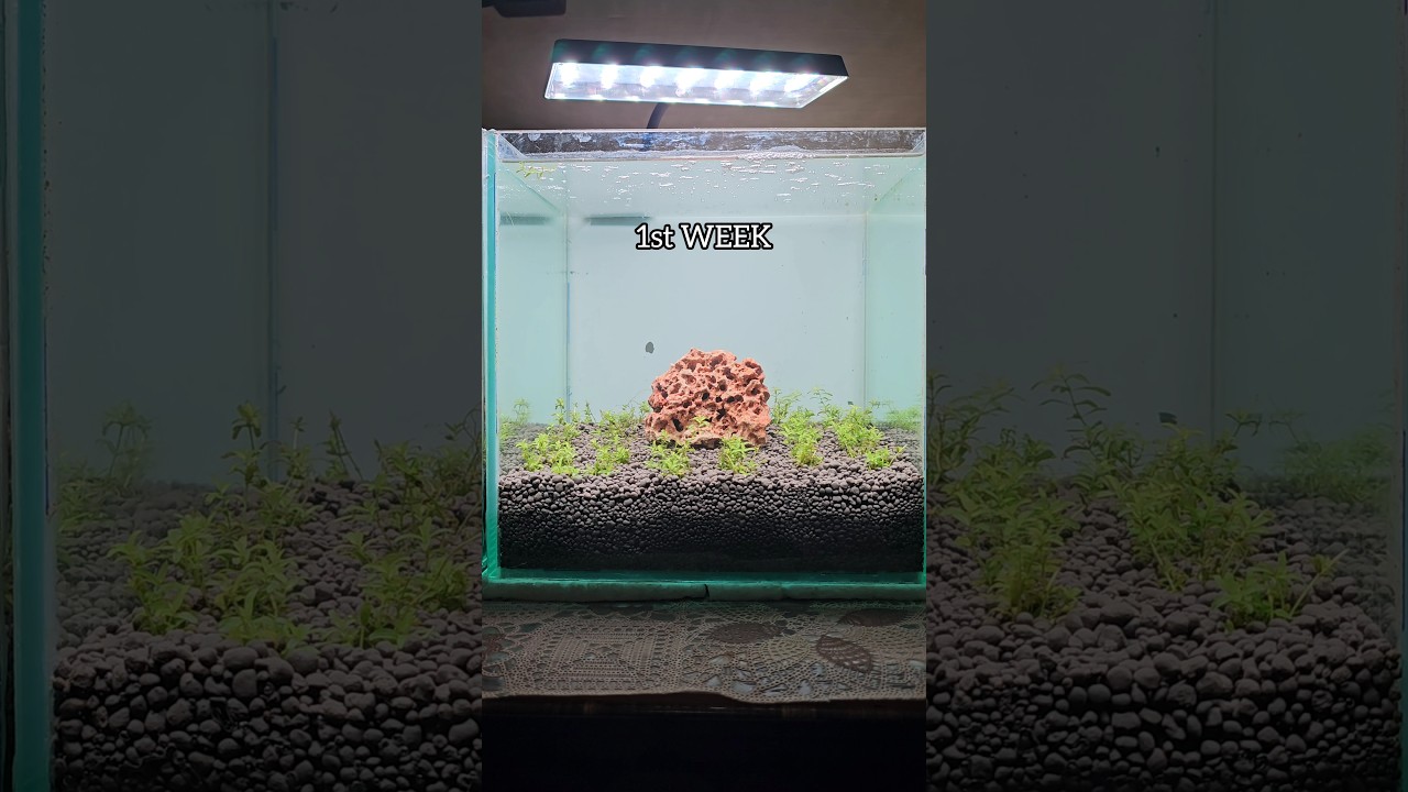 Making A Pearlweed Carpet Tank🌱. 