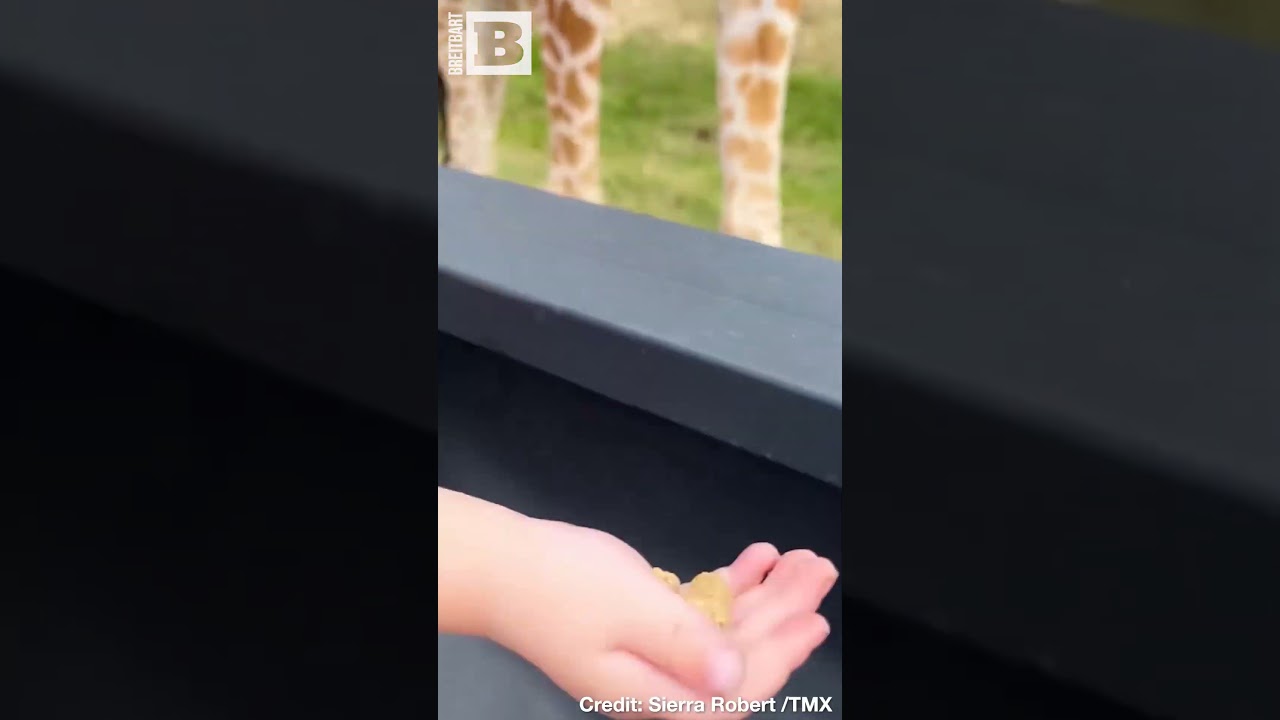 "Ack!" Giraffe Picks Up Toddler in Texas Drive-Thru Safari