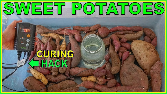 Can Horses Eat Sweet Potatoes?: Nutritional Insights Revealed