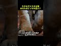 実はライオンも猫だった…驚きの進化の結果