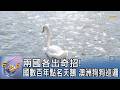 兩國各出奇招! 英國數百年點名天鵝 澳洲狗狗巡邏｜FOCUS午間新聞 20260728 @TVBSNEWS01