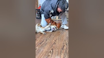 Owner Get Surprise Reaction 😱 While Training Aggressive Dog Rage Into Trust 🤯 #shorts #pets #dog