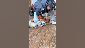 Owner Get Surprise Reaction 😱 While Training Aggressive Dog Rage Into Trust 🤯 #shorts #pets #dog
