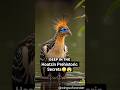 Hoatzin Prehistoric Secrets #Hoatzin #AmazonJungle #shorts #nature #birds #birdfacts