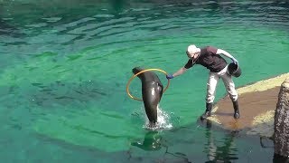 Sea lion feeding and tricks