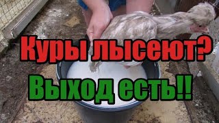 🆘Куры🐓 лысеют- есть 3 основные причины!! Спасаем кур🐔!! Боремся с Пухопероедом!! Сера кормовая!