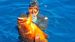 GROUPER NIGHTMARES 