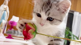 【チャレンジ】かわいい子猫はバラを咥えた王子様になれるのか⁉️【短足ミヌエット】 by 猫のMOONY 164 views 2 years ago 4 minutes, 15 seconds