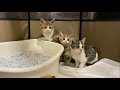 廃倉庫で保護した子猫達が初めてのお家でシャー連発!?【保護猫活動】 #3