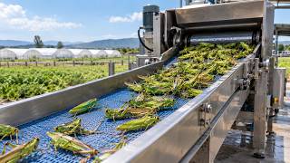 How Billions of Grasshoppers Are Turned Into Protein Powder | Full Factory Process
