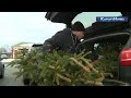 Новогодние деревья принимали на переработку в Сестрорецке