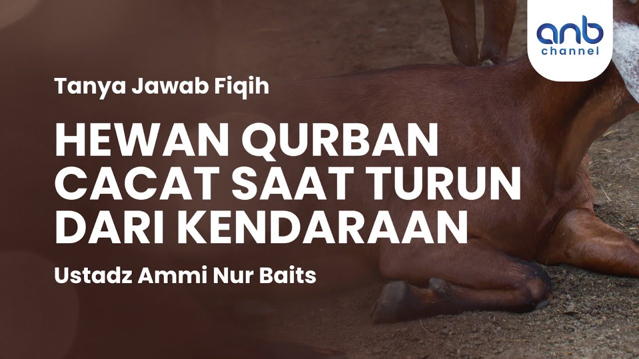 ⁣Hewan Qurban Cacat Saat Turun dari Kendaraan | Ustadz Ammi Nur Baits