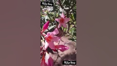 حملة الصلاة عن النبي محمد صلى الله عليه وسلم #ماتيسر من سورة الكهف#ساعة استجابة بعد صلاة العصر بساعة