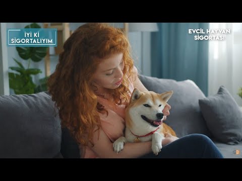 Video: Evcil Hayvanlarım Seyahat Sigortası Kapsamında mı?