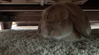 Relaxing music to help your rabbit fall asleep! screenshot 5
