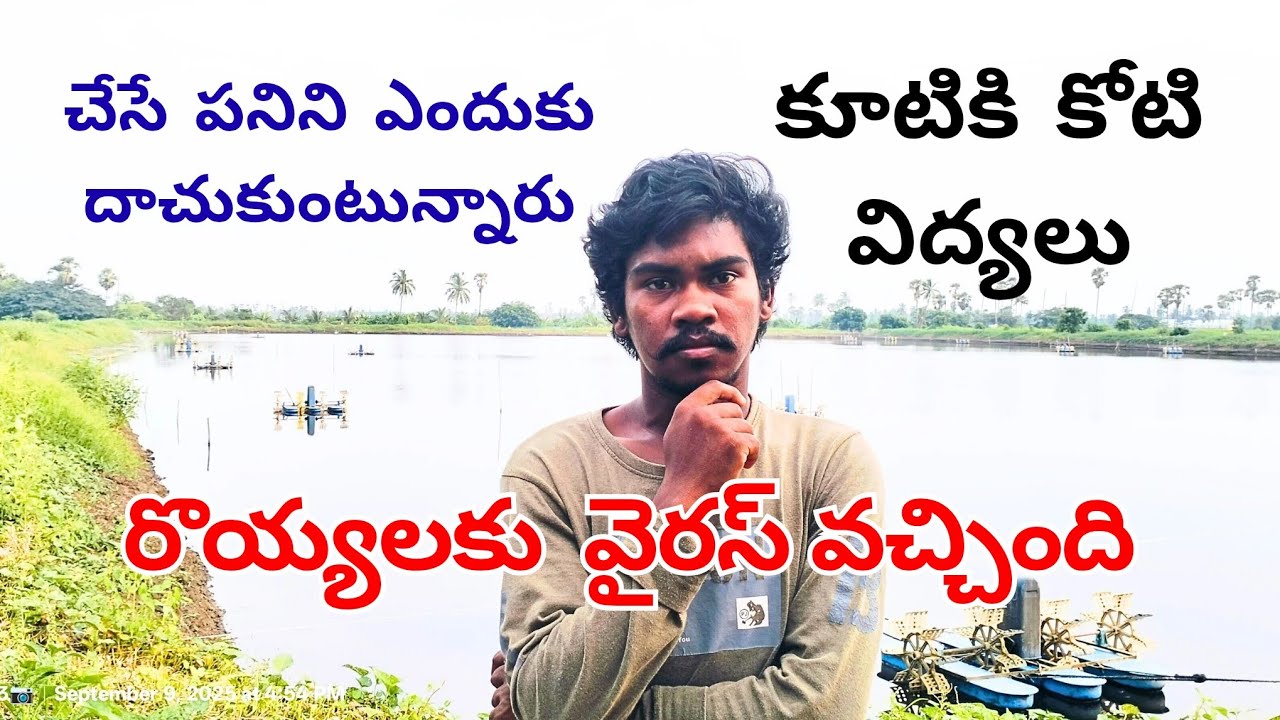 రొయ్యలకు VIRUS వచ్చింది🦠 కూటికి కోటి విద్యలు చేసే పనిని ఎందుకు దాచుకుంటారు  