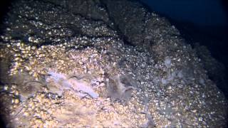 Underwater: East Bay cliffs