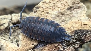 Porcellio scaber Isopod Care Guide