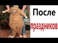 Приколы! КОТ ПОСЛЕ ПРАЗДНИКОВ - МЕМЫ!!! Смешные видео от – Доми шоу!