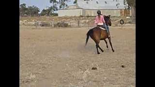 Clancy & Della L2 gallop