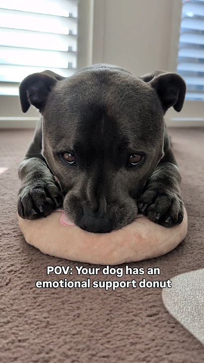 My Staffy & Her Emotional Support Donut 🍩 Those Scrunchy Nose Wrinkles Though 🥹🐾