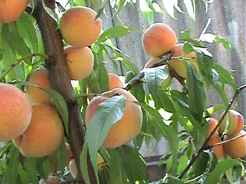 2 4 всех фруктов составляют персики. Самые большие персики на Кавказе. Как растут персики в Дагестане. Где растут персики в Дагестане. Где растут персики в какой стране.