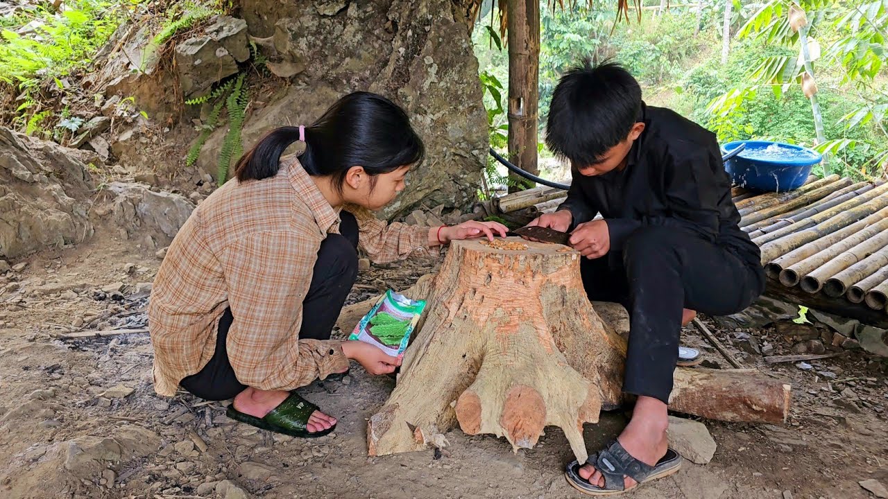 A poor homeless boy and girl went into the forest to pick banana leaves ...