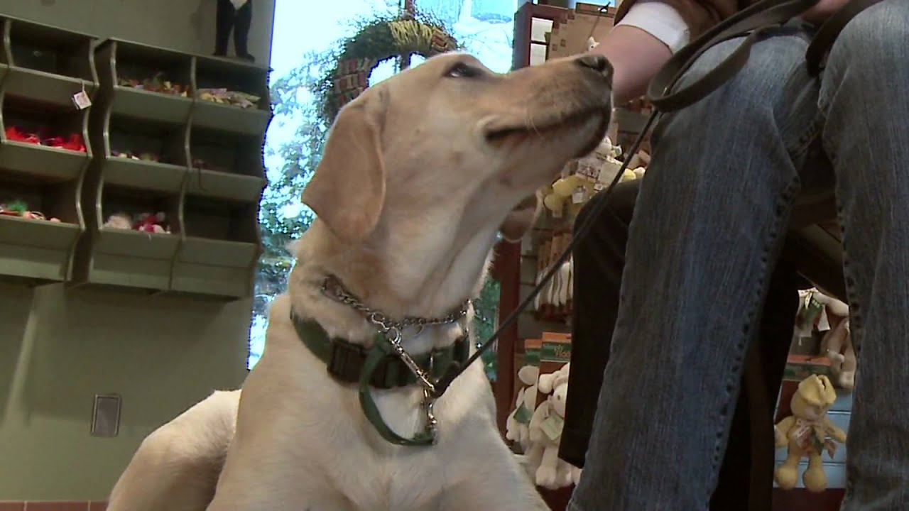 Ozzie In Puppy Class At The Olde Towne Pet Resort Springfield, VA YouTube