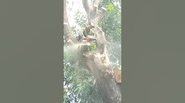 techniques, expertise and skills in felling large trees #shortvideo #chainsaw #treecutting