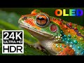 Ultimate Wildlife Safari in 24K Video ULTRA HD | Relaxing Study Music | Dolby Vision HDR 60fps