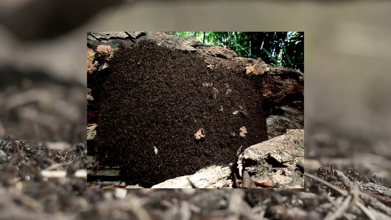 Hormigas Legionarias: El ejército más temido de la naturaleza