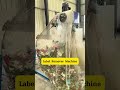 From Raw PET Bottles to High-Value Clean Flakes! Full Recycling Line Test #wastemanagement