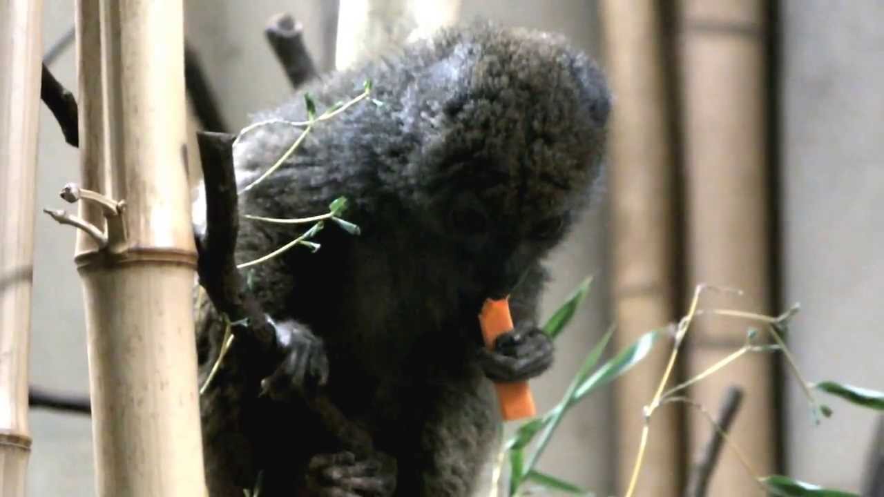 kawaii emoticons Too Cute! Gray Gentle Lemur.かわいいハイイロジェントルキツネザル。