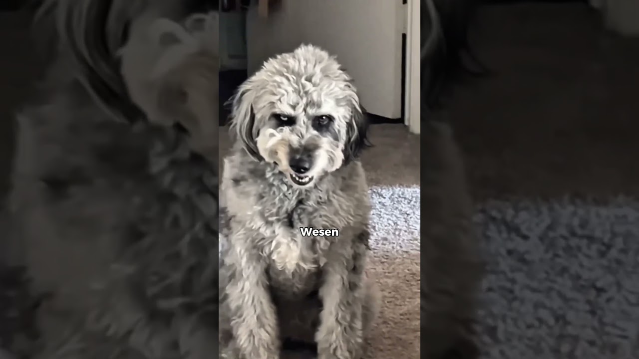 Hund hört sich an wie Katze😰😱