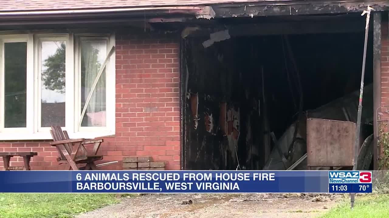 6 pets rescued from house fire - YouTube