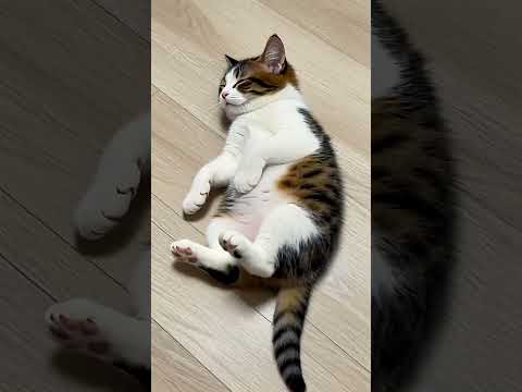 WAKE UP CALL       #catland #feralcats #cats