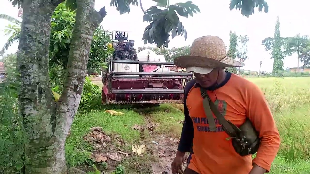 BISMILLAH MULAI LAGI PANEN PADI DI DEKAT GUDANG GARAM 